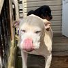 laneyszoo