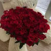 rose_tulipe