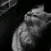 _newxie54
