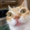 mr.mewoe
