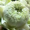 siripan185