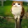 chicken.meowl