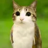 dapxedesong