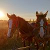 horses_at_work