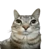 reasiop