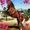 ahmedmidou4590