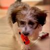 coco_baby_dog
