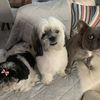 cooper_mia