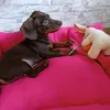 kyara.dachshound