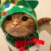 waffle_988