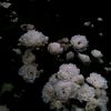 arely_5.five