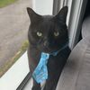 butter_sock49