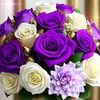 rose6160rose