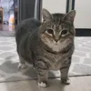 cookie_lord61200
