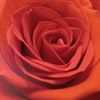 ghost.of.a.rose