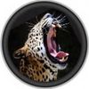 Big Cats Namibia