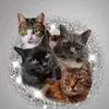 4floofs1purrfectlife