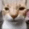 leontua_221