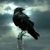 black.raven16