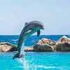 1.delfino
