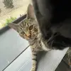 sigmacat_rizzler