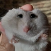 kenny_hamster