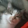 jsiejehd