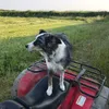 willsfarm0