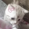 beecajj