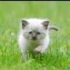 salmankhan000786com