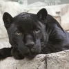 kittygxd