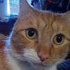 oskar.the.cat.2024