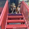 cherylboxermom
