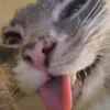 t_dzyyi