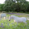 laveniagoodlow