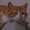 jowowiwowo