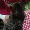 bibommms