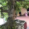nguyenchinh159