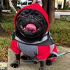 kenai.pug