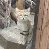 lion_king_nyafu