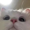 griefer_.skibidi