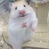 rar4fie