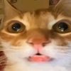 iwphnbz