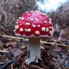 genx_pixie73