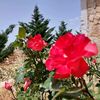 hanady.kn