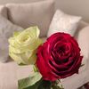 kanz_622