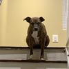 dog_person31