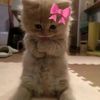 bisma_lepet_969