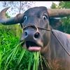 mwelloyewa2