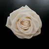 rosebloom9